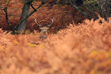 Red Deer Rut The New Forest Bret Charman Wildlife Photography