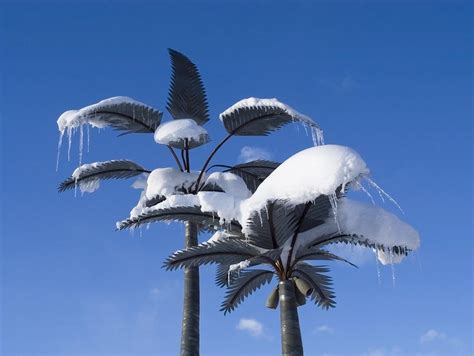 Palm Trees In Snow Photograph By Shelley Dennis