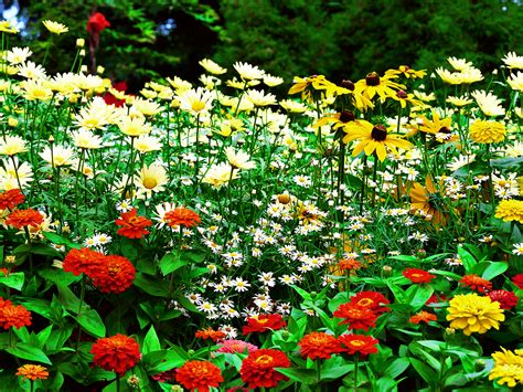 Kinds Of Wallpapers: Flower Garden Wallpaper