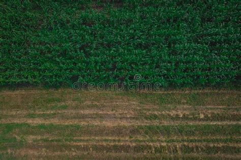 Vertical Or Aerial Drone View Of Corn Crops Field With Visible Green