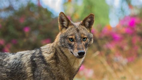 The Fascinating Behavior Of Jackals Opportunistic Hunters And Cunning