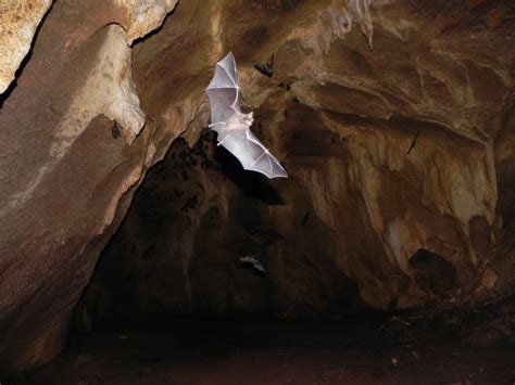 Storms Bat Cave