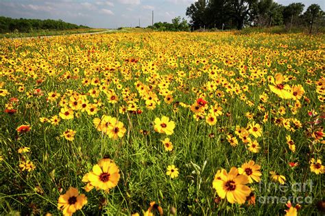 Texas Hill Country Wildflowers Stunning Field Of Yellow Daisy