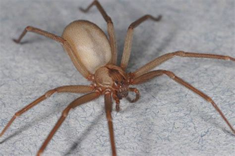 Brown Recluse Spiders Facts Bites And Symptoms Live Science