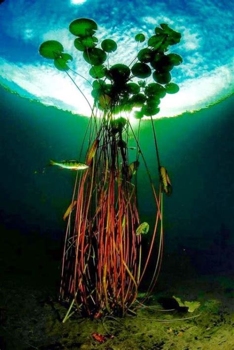 75phoenix Underwater Plants Underwater Photography Underwater Photos