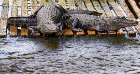 Two Florida Alligators Sunning On Dock Stock Image Image Of Florida