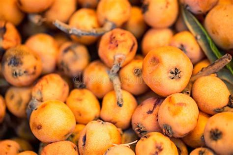 Loquat Fruit Or Japanese Medlars Background Eriobotrya
