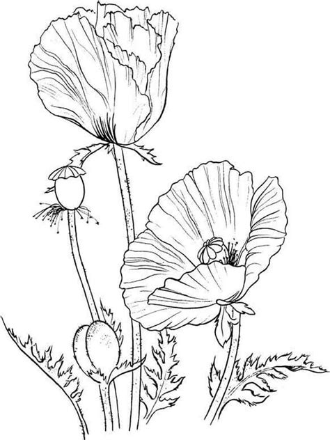This realistic nature coloring page depicts the splendor of the underwater life. Poppy Flower coloring pages. Download and print Poppy ...