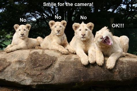 Do Lions Smile Cute Funny Animals Funny Animals Animal Captions
