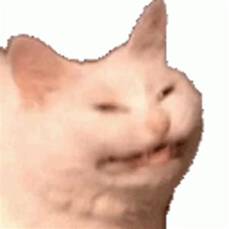 Cat Meme Sticker Cat Meme Transparent Discover Share Gifs