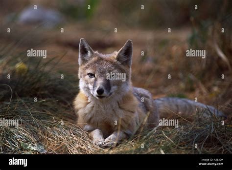 Swift Fox Vulpes Velox Alberta Canada Stock Photo Alamy