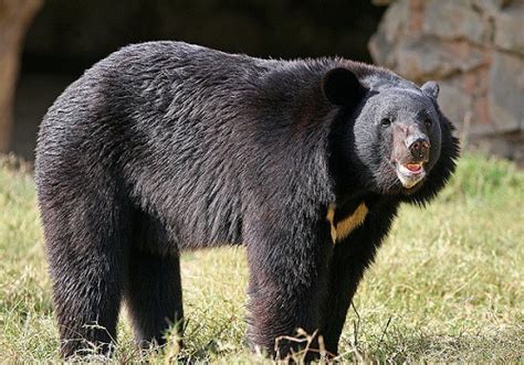 Asian Black Bear Moon Bear Facts Habitat Diet Cub Pictures