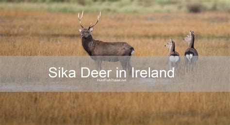 Huntfishtravel Ep 212 Hunting Sika Deer In Ireland The