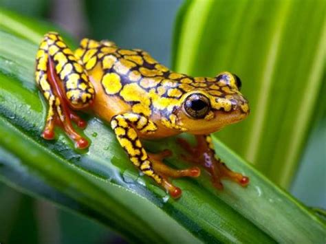 Poison Frog Amphibian