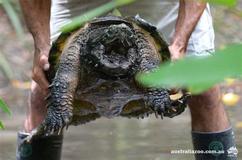 Top 16 Most Amazing And Unusual Animals At Australia Zoo