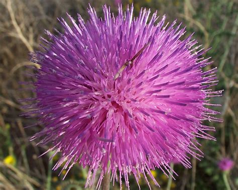 The flower clusters, 2 to 5 inches across, are at the top of the flowering stem. Purple Weed | at beal park in midland, texas | Briley ...
