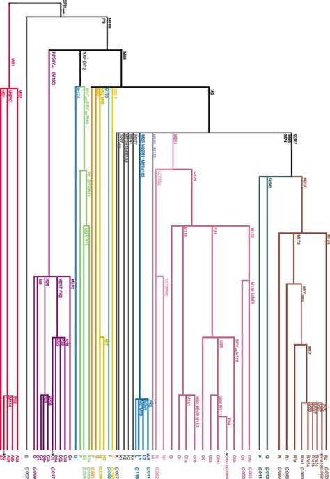 Y Chromosome Phylogeny Indicating The Positions Black Arrows Of The Download Scientific