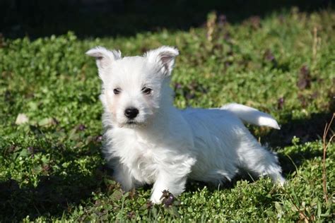 West Highland White terrier pups te koop, westie pups te koop particulier