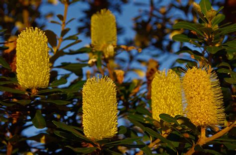 Free Images Tree Nature Leaf Flower Pollen Evergreen Autumn