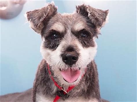 Adopt a pet at the oregon humane society in portland. Lacey | Pet adoption, Pets, Humane society