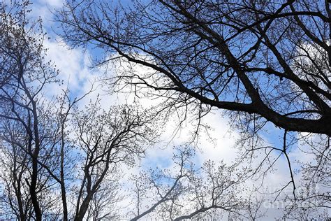The Sky Through The Trees Photograph By Cassandra Vandenberg