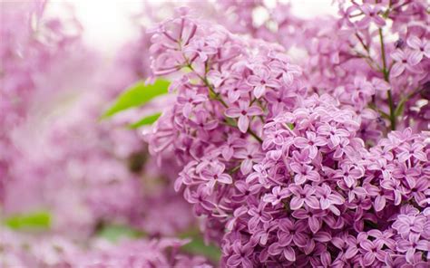 Download Wallpapers Lilac Purple Flowers Spring Flowers Background