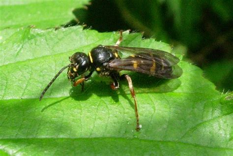 Wasp On Bramble Argogorytes Mystaceus Hymenoptera Crabro Flickr