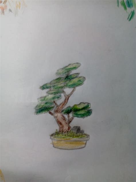draw  bonsai tree  steps  pictures wikihow
