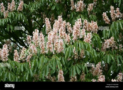 Indian Horse Chestnut Tree Flowers Aesculus Indica Hippocastanaceae