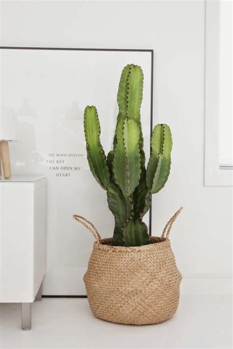 The cactus are getting too much water. 20 Simple Cactus Ideas For Beautify Your Room | HomeMydesign