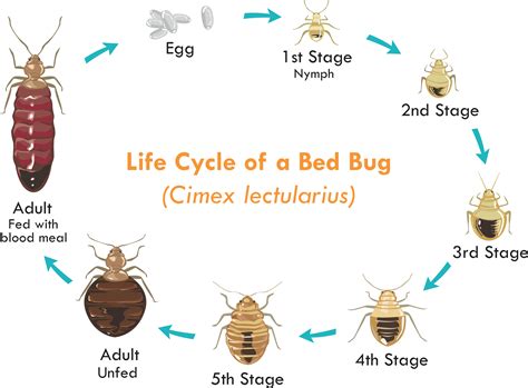 Find the mad of 1,3,5,7,9 find the mean of the data : Heat vs Chemical Treatment for Bed Bugs: 12,000 ...