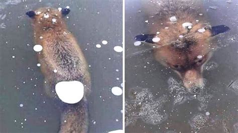10 Animals Found Frozen In Ice Youtube