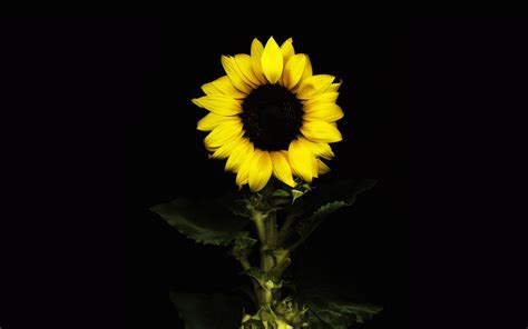 Download Flower Nature Sunflower Hd Wallpaper