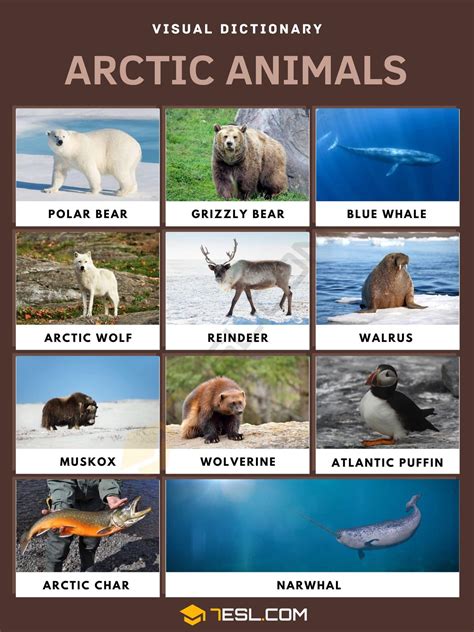 Arctic Animals List Of Arctic Animals With Interesting Facts