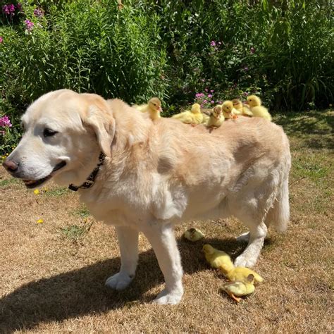 Dog Named Fred Falls In Love With Orphaned Ducklings And Becomes Their