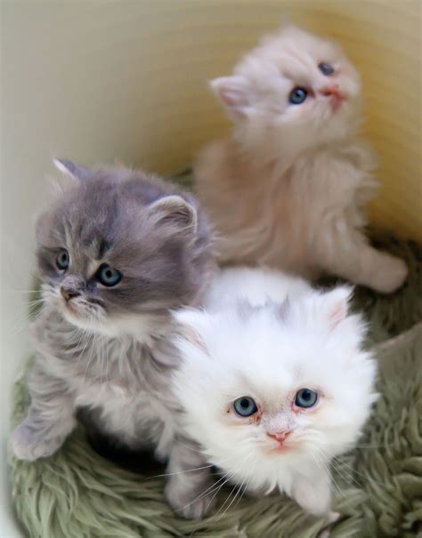 Out Of These Three Adorable Kittens We Cant Decide Which To Take Home