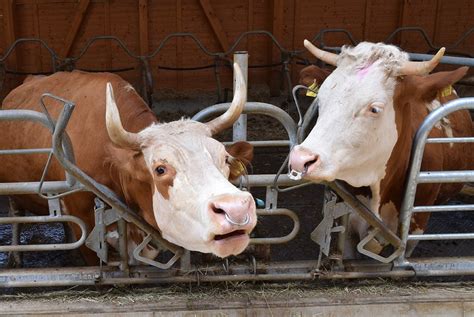 Milch, demeter fettarme milch 1,5%. Exkursion zur Molkerei Schrozberg und zu den Schrozberger ...