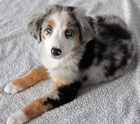 He is 11 weeks old. Mini Australian Shepherd Puppy for Sale in Boca Raton ...