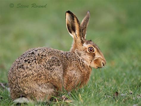 Steve Round Wildlife Photography Brown Hares
