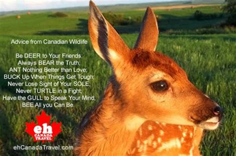 Advice From Canadian Wildlife Never Lose Sight Of Your Sole Canada