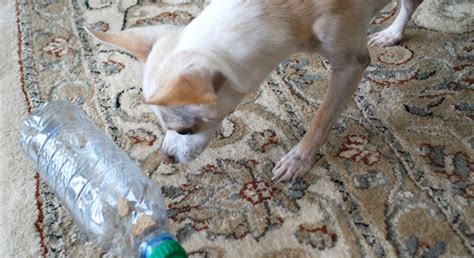 As it's pretty easy to make several types of dog puzzles yourself. DIY Dog Puzzle: Takes Less Than 5 Minutes To Make!