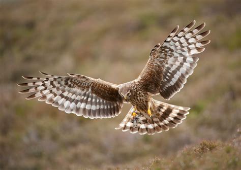 Hen Harriers And Driven Grouse Shooting Helen Grant