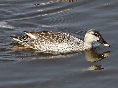 Bird Hybrids Mallard X Indian Spot Billed Duck