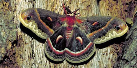 Cecropia Moth National Wildlife Federation