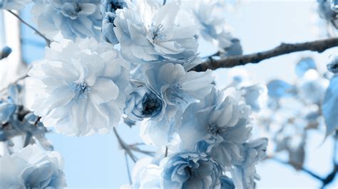 38 Blue Wallpaper With White Flowers On Wallpapersafari