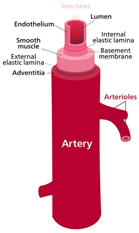 Blood vessels are vital for the body and play a key role in diabetes helping to transport glucose and insulin. Difference Between Artery and Vein | Difference Between