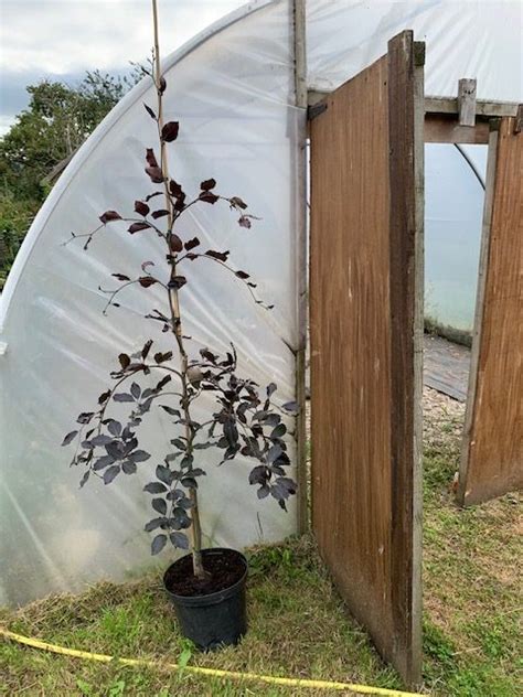 Copper Beech Trees For Sale Choose Your Copper Beech Plant Now