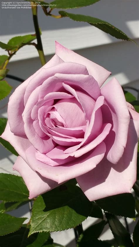 Plantfiles Pictures Hybrid Tea Rose Moonlight Magic Rosa By Bumish