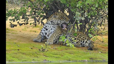 Huge Jaguar Called Sossego Enorme Onça Pintada Panthera Onca Youtube