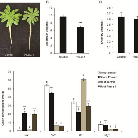 Growth Responses Of Arabidopsis Thaliana To Mm Nacl After A Stepwise